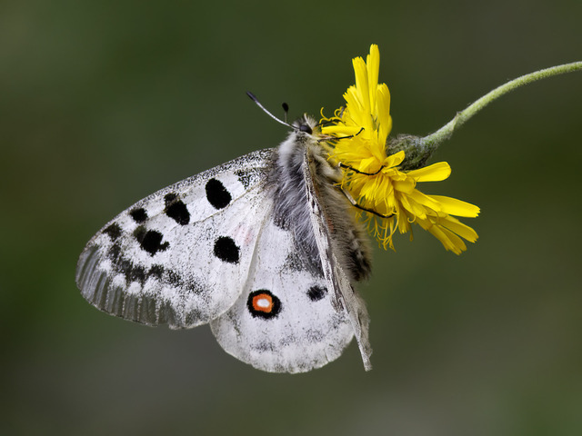 Apollosommerfugl (Parnassius apollo)