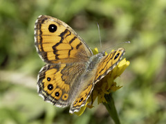 Wall Brown (Lasiommata megera)