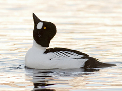 Common Goldeneye (Bucephala clangula)