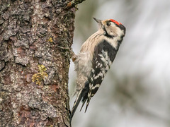Lesser Spotted Woodpecker (Dendrocopos minor)