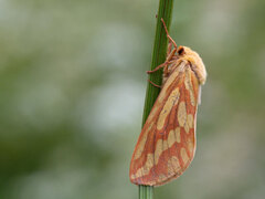 Ghost Moth (Hepialus humuli)