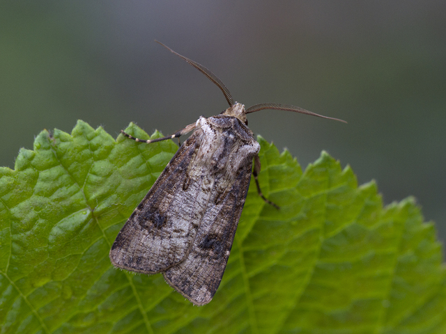 Brunpudret jordfly (Agrotis clavis)