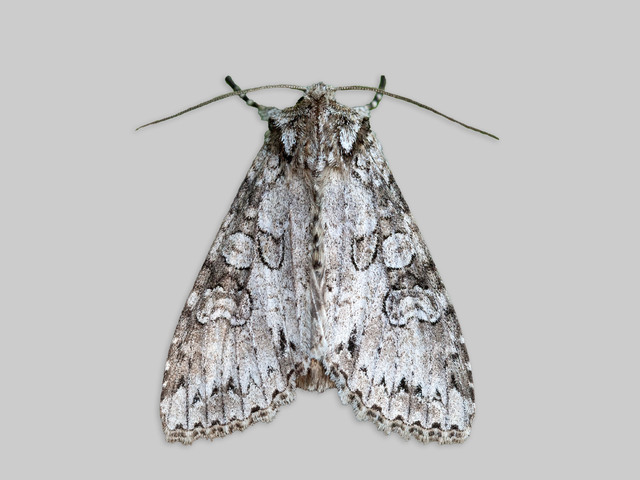Grått hakefly (Polia nebulosa)