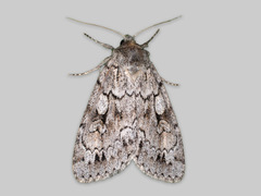 Lyst taigafly (Xestia sincera)