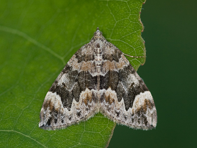 Bueskogmåler (Dysstroma truncata)