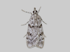 Large Grey (Scoparia subfusca)