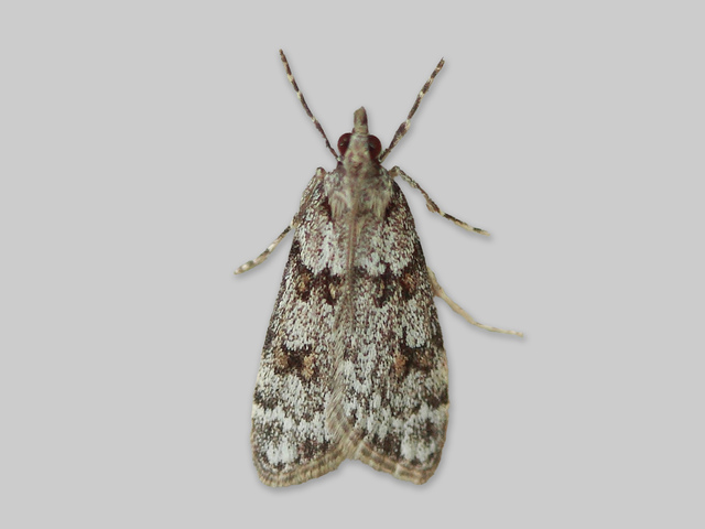 Grå mosemott (Scoparia ancipitella)