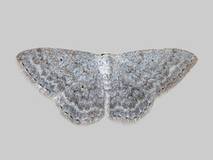 Bergurtemåler (Scopula incanata)