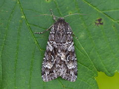 Great Brocade (Eurois occulta)