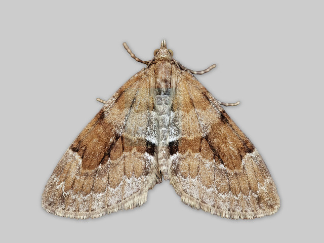 Furubarmåler (Thera obeliscata)