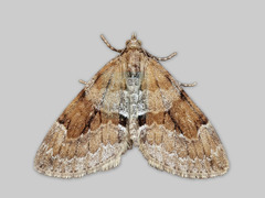 Furubarmåler (Thera obeliscata)