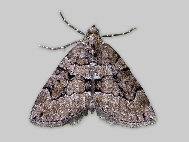 Brun einerbarmåler (Thera cognata)