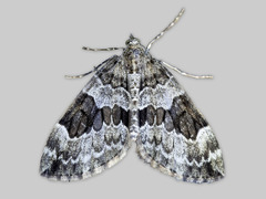 Edelgranbarmåler (Thera britannica)