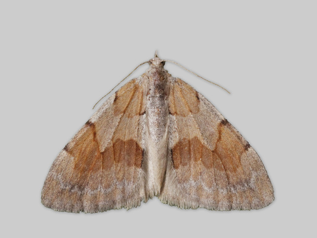 Fjærbarmåler (Pennithera firmata)