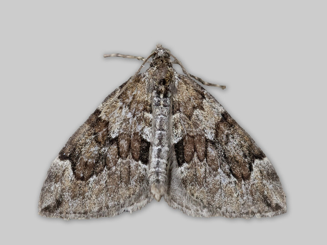 Granbarmåler (Thera variata)