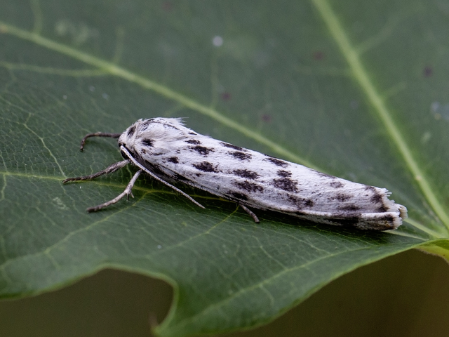 Heibjørnespinner (Coscinia cribraria)