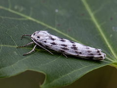 Heibjørnespinner (Coscinia cribraria)