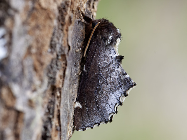 Brun vårtannspinner (Odontosia carmelita)