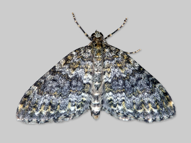 Yellow-ringed Carpet (Entephria flavicinctata)