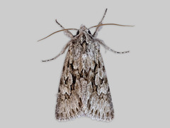 Early Grey (Xylocampa areola)