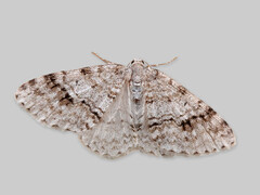 Rognemåler (Venusia cambrica)