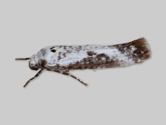 Askemøll (Prays fraxinella)