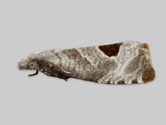 Rustrød rosevikler (Notocelia uddmanniana)
