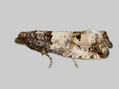 Prydrosevikler (Notocelia incarnatana)
