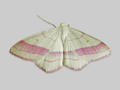 Karminmåler (Rhodostrophia vibicaria)
