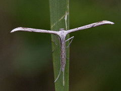 Common Plume (Emmelina monodactyla)