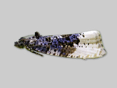 Gul fugleskittvikler (Hedya ochroleucana)