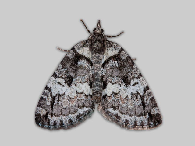 Rustbuskmåler (Hydriomena ruberata)