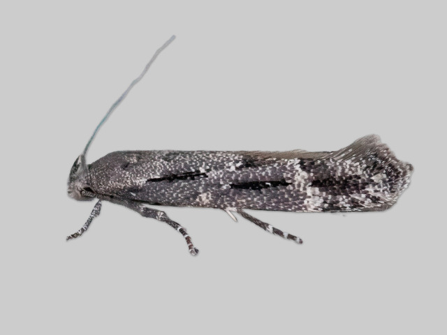 Kentish Cosmet (Mompha sturnipennella)
