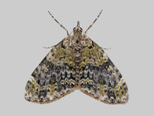 Grønn tungemåler (Acasis viretata)