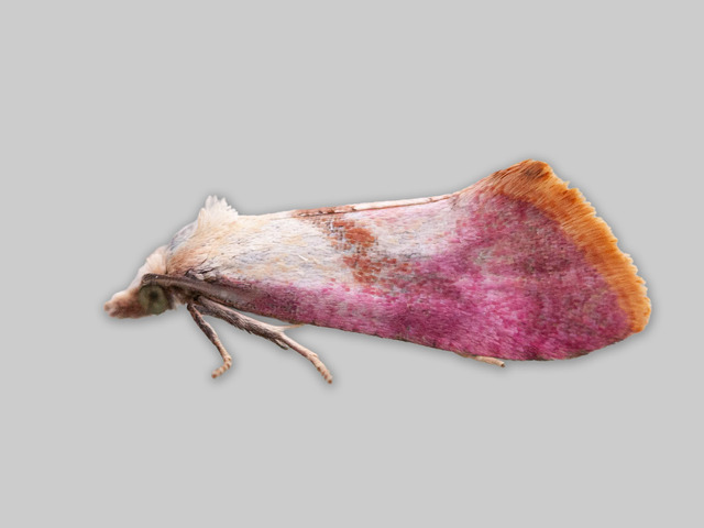 Karminpraktvikler (Cochylis flaviciliana)