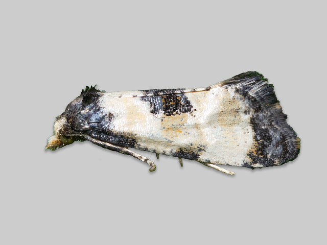 Svevepraktvikler (Cochylis dubitana)