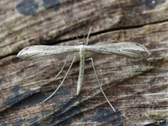 Prikkfjærmøll (Hellinsia tephradactyla)