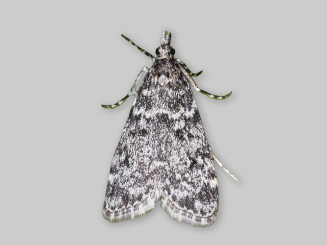 Bergmosemott (Eudonia murana)