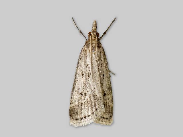 Blek mosemott (Eudonia pallida)