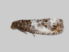 Blek rosevikler (Notocelia rosaecolana)