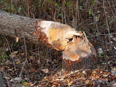 Beaver (Castor fiber)