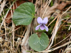 Myrfiol (Viola palustris)