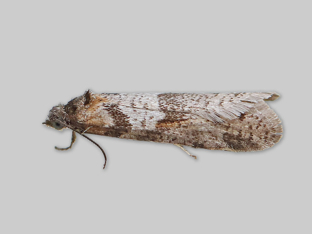 Vårvikler (Tortricodes alternella)