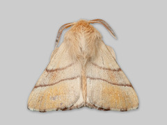 Okergul ringspinner (Malacosoma neustria)