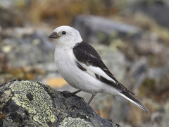 Snøspurv (Plectrophenax nivalis)