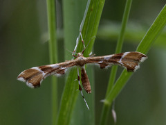 Rose Plume (Cnaemidophorus rhododactyla)