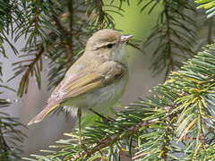 Østsanger (Phylloscopus trochiloides)