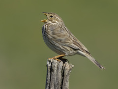 Kornspurv (Emberiza calandra)