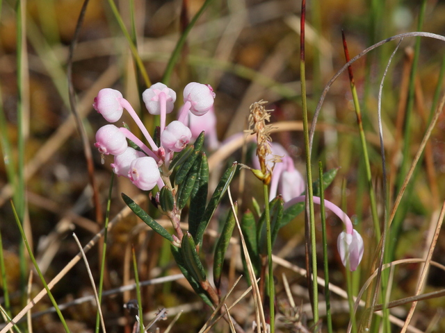 Hvitlyng (Andromeda polifolia)