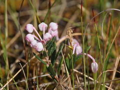 Bog-rosemary (Andromeda polifolia)